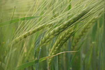 green whean in the field 