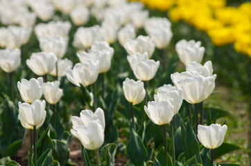 白い花のチューリップ