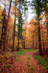 Golden and brown forest in the autumn in Poland