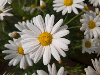 Fototapeta premium Blume Daisy Margerite Weiß Wassertropfen