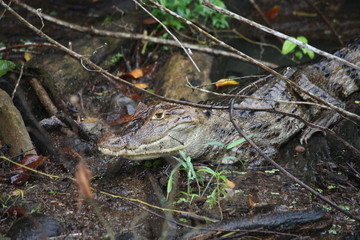 Crocodile hidden between tree branches