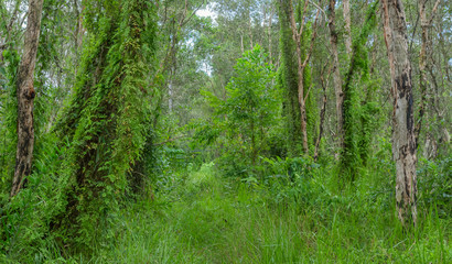Rainforest in the tropics