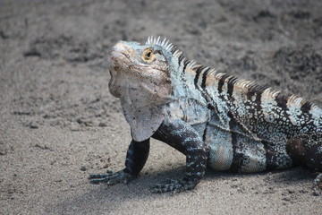 Iguana sitting on the beach