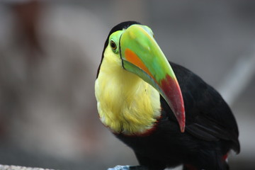 Colorful toucan from Costa Rica
