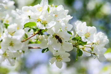 Sunlight on branch with appleblossom on appletree in spring on the green backround with bee