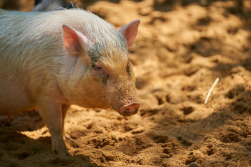 Closeup of a pig on orange sand