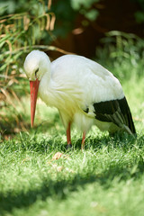Stork standing on a green grass