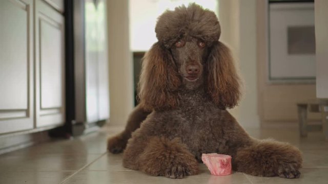 4K Video of Brown Standard Poodle eating raw bone in the kitchen