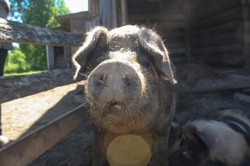 the pig are sniffing