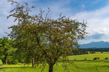Kirschbaum in Oberbayern
