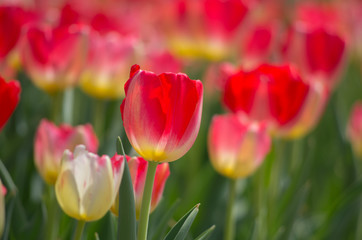 チューリップ　赤×黄色