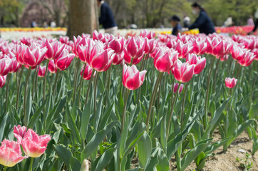チューリップ畑　赤紫×白