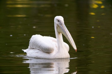 Great White Pelican in Lake