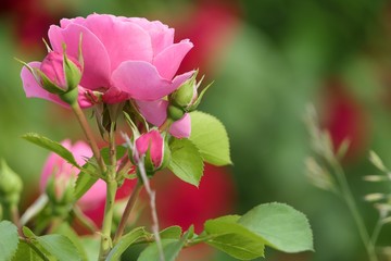 Rosa Rosen vor roten Rosen, Bokeh