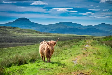 Wandcirkels aluminium Bruine hooglandkoe en groen veld, Schotland © shaiith
