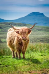 Gordijnen Groen veld en bruine koe in Schotland, Verenigd Koninkrijk © shaiith