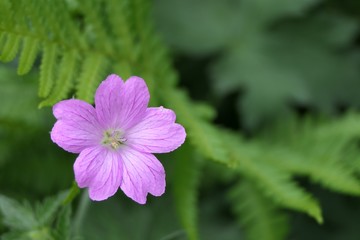 Fototapeta premium Kleine blühende lila Blume, Bokeh