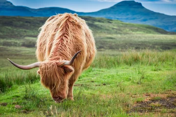  Grazende hooglandkoe op groen veld, Schotland © shaiith