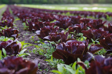 Verschiedenen Blattsalate auf dem Feld, Ackerbau