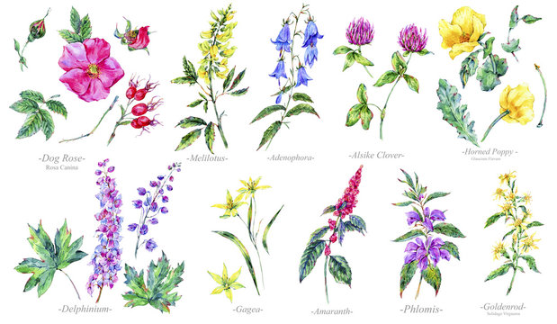 Watercolor summer set of medicinal flowers, Botany collection