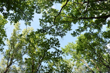 Korony drzew na tle nieba - obrazy, fototapety, plakaty