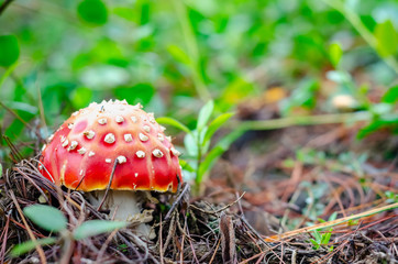 
Red poisonous fungus with white in the field surrounded by plants and sunset sunlight blurred by the clouds