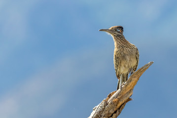 Roadrunner on cottonwood snag against sky in riparian area by Rio Grande in Bernalillo, New Mexico