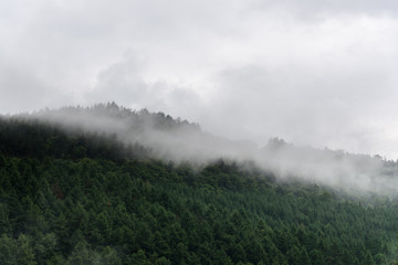 Forested mountain slope in low lying cloud with the evergreen conifers shrouded in mist