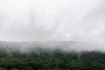 Forested mountain slope in low lying cloud with the evergreen conifers shrouded in mist