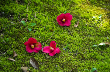 苔むした庭に落ちた椿の花