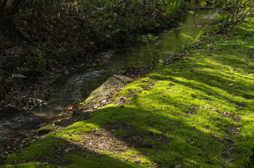 苔むした庭園と小川に射し込む木漏れ日