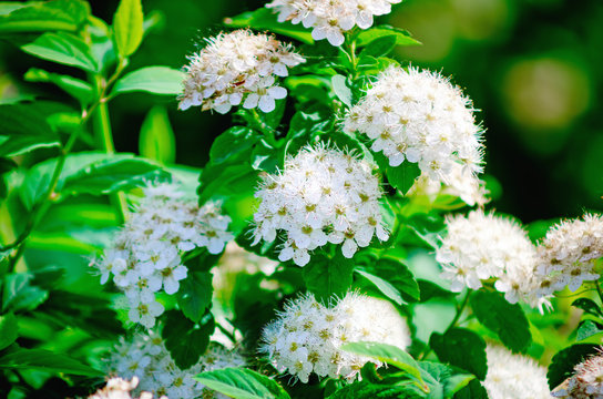 Reeves Spirea