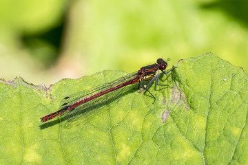 Closeup of Large Red Damselfly (prob. Pyrrhosoma nymphula)
