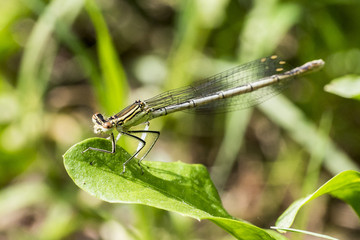 Female Blue Featherleg (prob. Platycnemis pennipes) sitting on a leaf