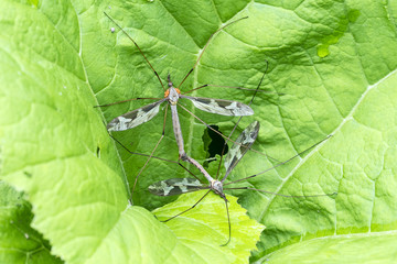 Two Craneflies (probably Tipula Maxima) in Copula, one infested with orange mites