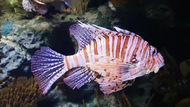 Lion fish swimming in aquarium.