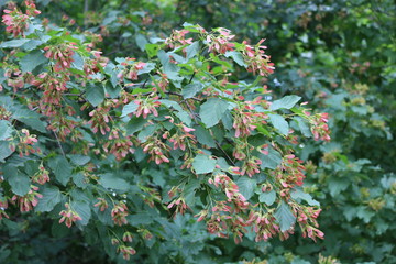 Green and red maple seeds ripen for flight