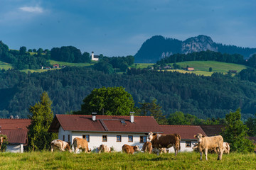 K&uuml;he auf der Weide bei Lauterbach, Landkreis Rosenheim