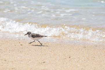 Bécasseau sanderling (Calidris alba) 