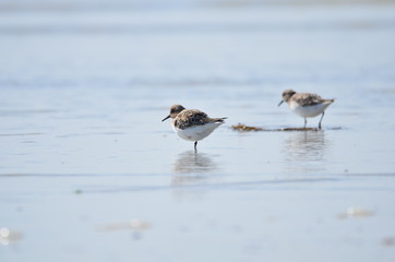 Bécasseau sanderling (Calidris alba) 