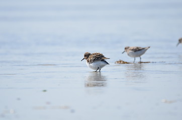 Bécasseau sanderling (Calidris alba) 