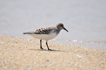Bécasseau sanderling (Calidris alba) 