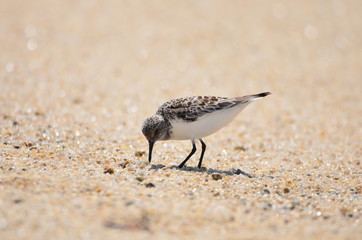 Bécasseau sanderling (Calidris alba) 