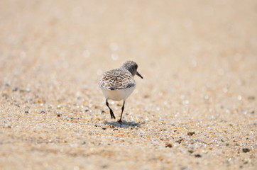Bécasseau sanderling (Calidris alba) 