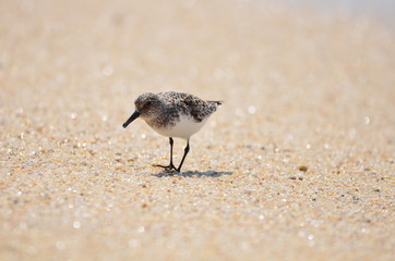 Bécasseau sanderling (Calidris alba) 