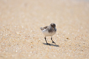 Bécasseau sanderling (Calidris alba) 