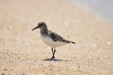 Bécasseau sanderling (Calidris alba) 