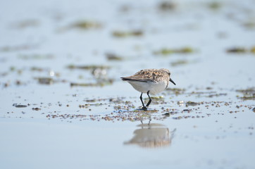 Bécasseau sanderling (Calidris alba) 