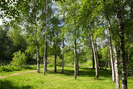 Russian birches - Russian soul .  Moscow Russia. End of  May