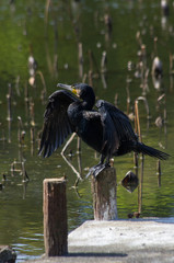 羽を広げて、日光浴をするカワウ